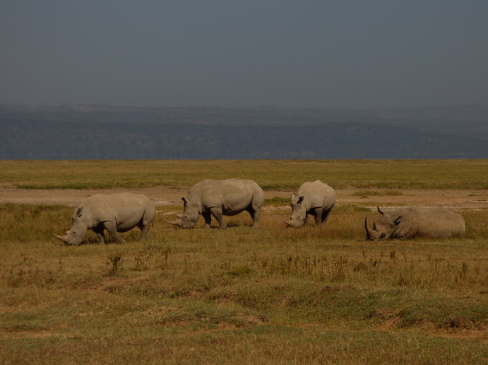 Lake Nakuru Rhino