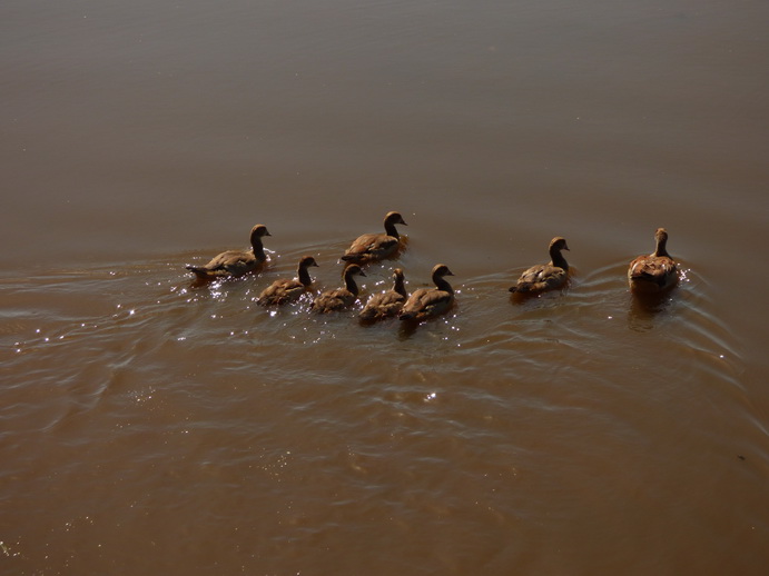 Lake Nakuru enten ducks