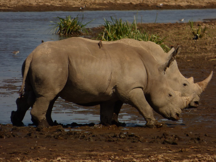 Lake Nakuru Rhino Black Rhino