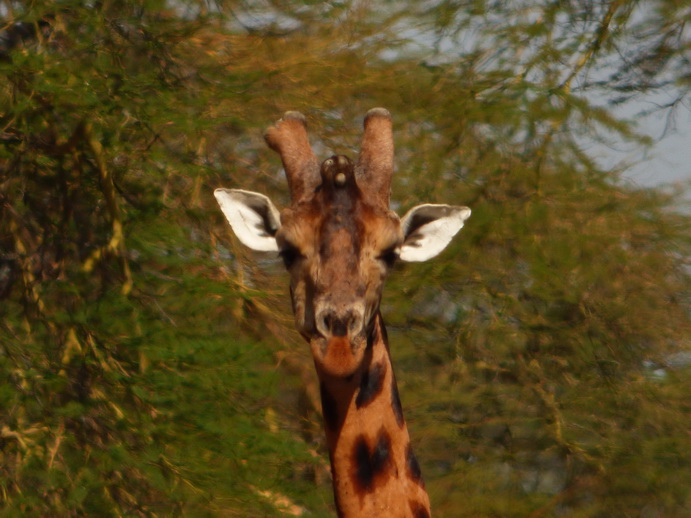 Lake Nakuru Giraffe