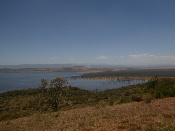 Lake Nakuru Seelevel steigt die Bäume sterben