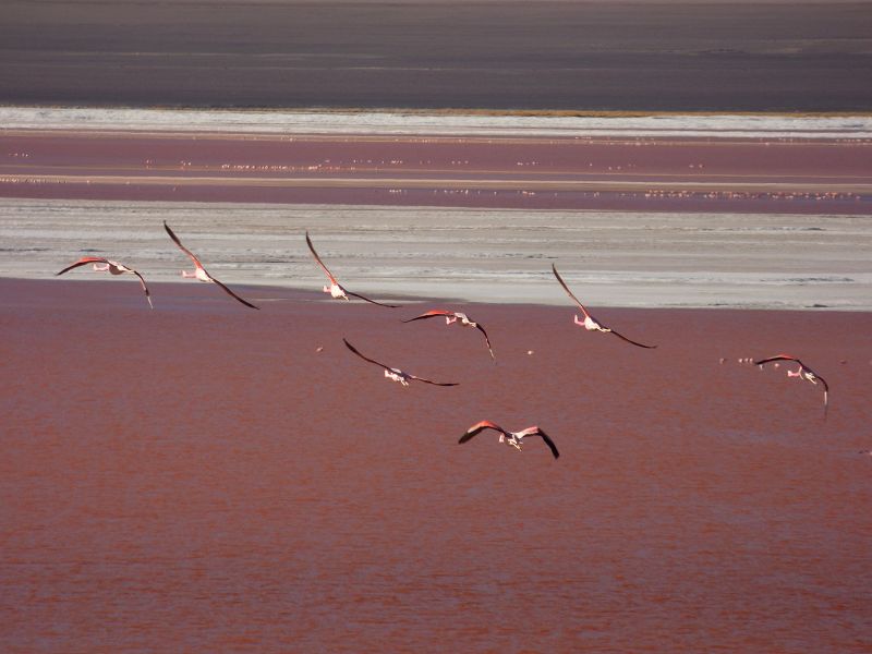 Flamencos Flamingos Laguna verde