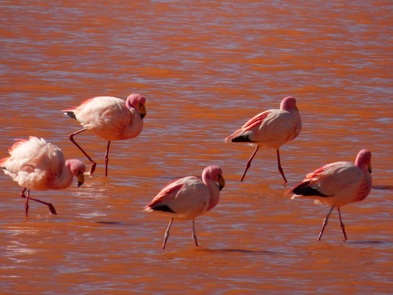 Laguna verde Bolivien Uyuni 4x4 Salzsee Saltlake Dali Desierto Flamencos FlamingosLaguna verde Bolivien Uyuni 4x4 Salzsee Saltlake Dali Desierto Flamencos Flamingos
