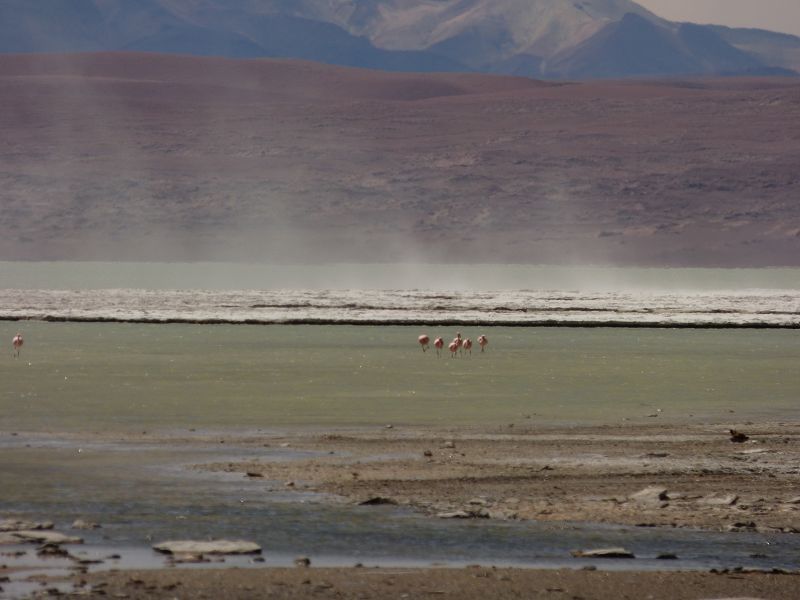 Laguna campina Bolivien Uyuni 4x4 Salzsee Saltlake  Termas de Polques
