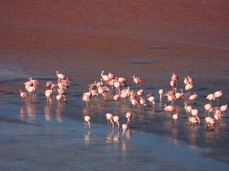 Flamencos Flamingos Laguna verde