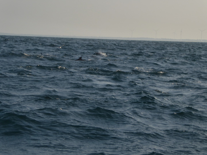 palagama beach    Dolphins Indian Ocean Dolphin Watching in Kalpitiya