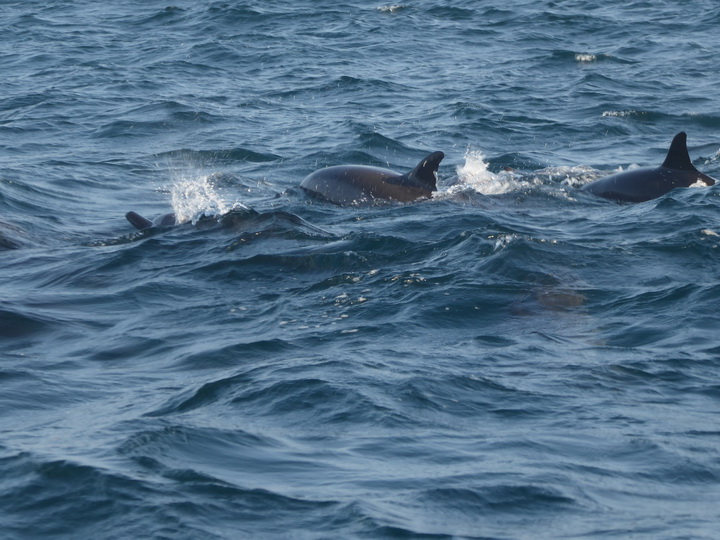 palagama beach    Dolphins Indian Ocean Dolphin Watching in Kalpitiya