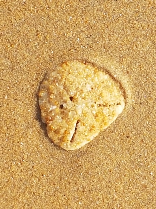 palagamabeach.com  Palagama Beach Kalpitiya Beach Shell Pansy 