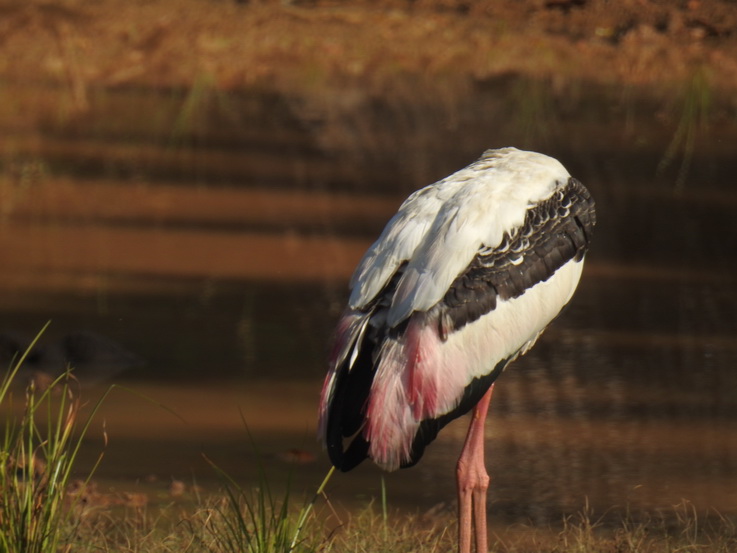 Wilpattu NP Painted storck 