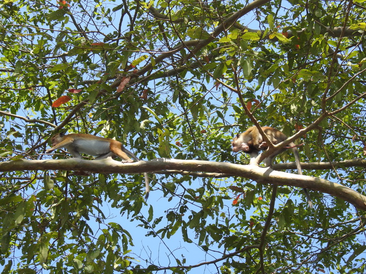 Wilpattu NP Monkey  Schopfmakake  Toque Macaque (Macaca sinica sinica and Macaca sinica aurifrons)