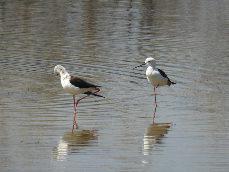  ibis and 2 black winged stilt 