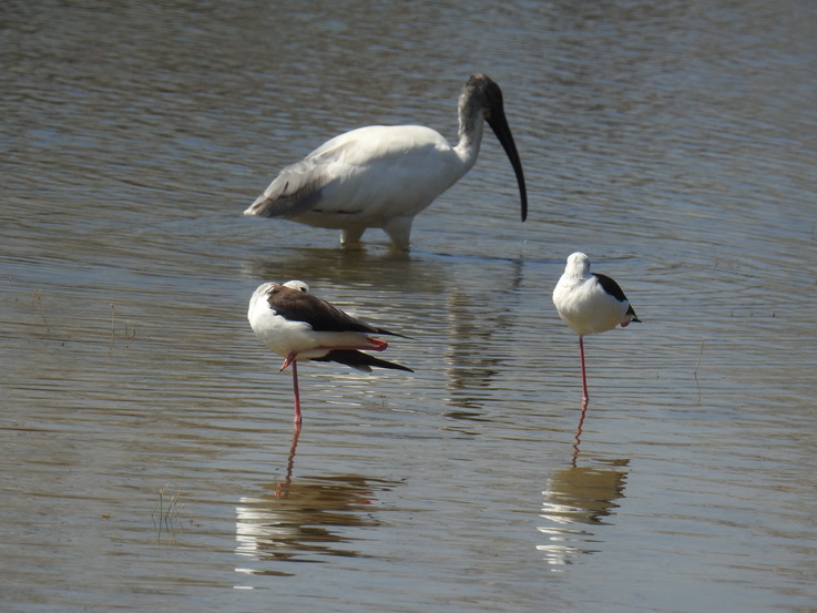 Wilpattu NP Wilpattu National Park  Kulu Lakesafaris    ibis and 2 black winged stilt 