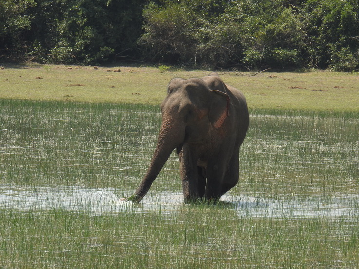 Wilpattu NP Indian Elefant