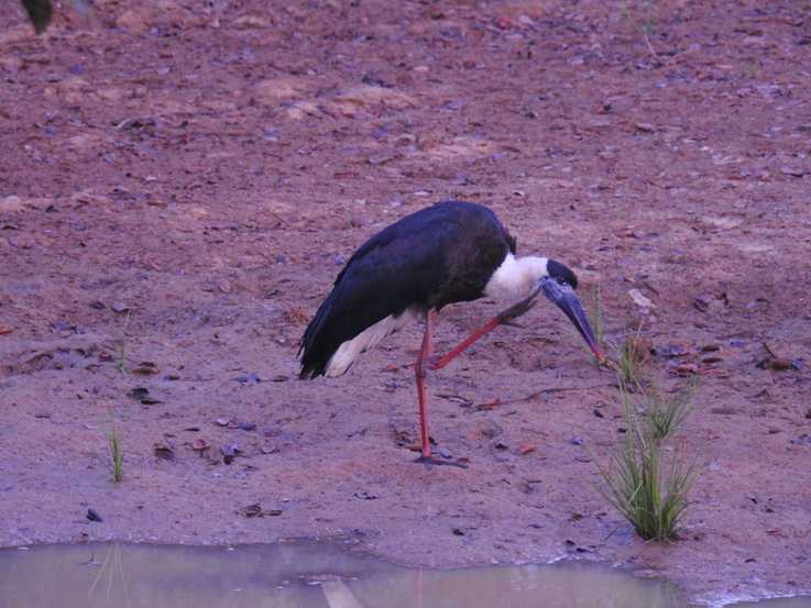 Wilpattu NP Wilpattu National Park Camp Kulu Safaris  wolly-necked stork