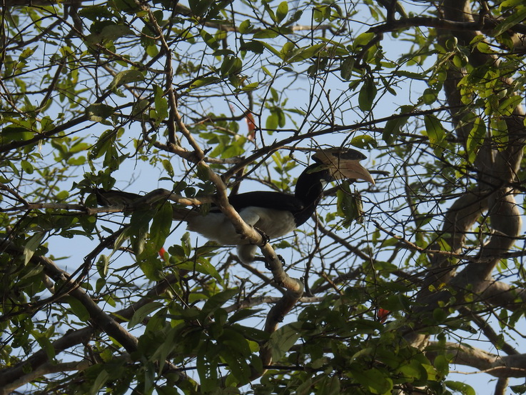 Wilpattu National Park Camp Kulu Lakesafaris  hornbill