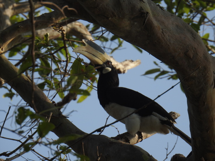 Wilpattu National Park Camp Kulu Lakesafaris  hornbill