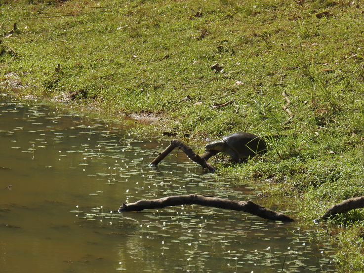 Wilpattu National Park Camp Kulu Lakesafaris  croc turtle