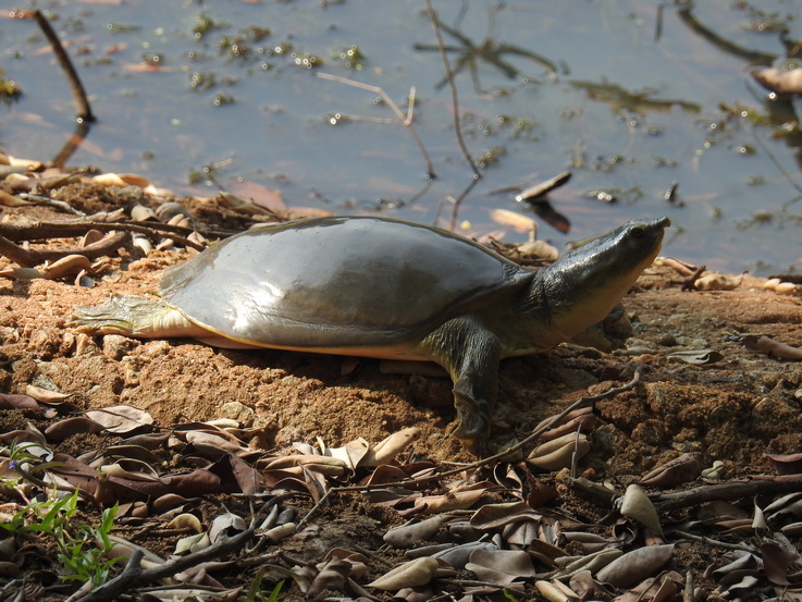 Wilpattu National Park Camp Kulu Lakesafaris  croc turtle