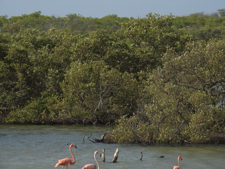 Bonaire Flamingos Flamingo