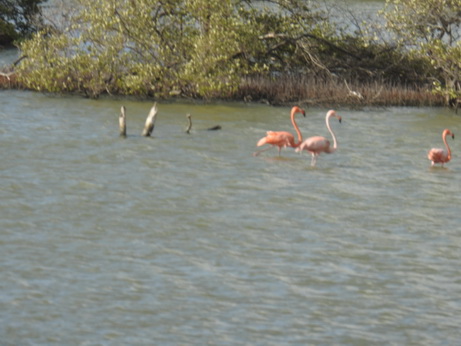 Bonaire Flamingos Flamingo
