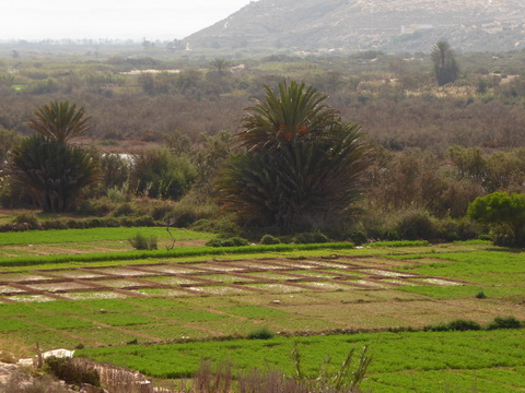  Marokko Agadir souss massa national park Tifnit 