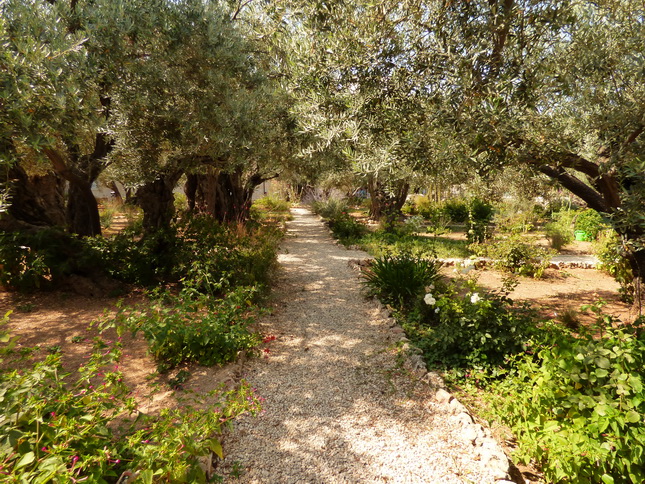 JJERUSALEM Garten gethsemane gethsemaniJERUSALEM JERUSALEM Garten gethsemane gethsemani  