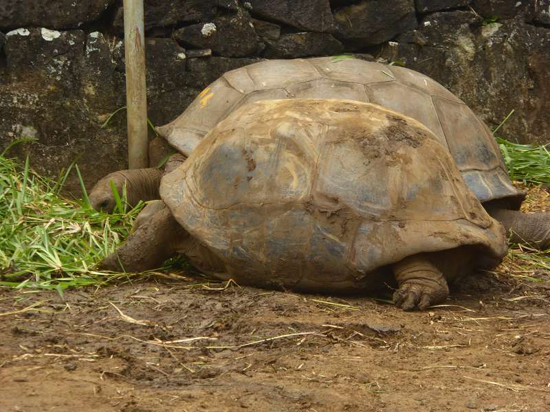 Mauritius Botanischer Garten  Sir Seewoosagur Ramgoolam Botanical Garden PampelmousseSchildkröten Aldabra-Riesenschildkröte.Aldabra-Riesenschildkröten (Aldabrachelys) Seychellen-Riesenschildkröten