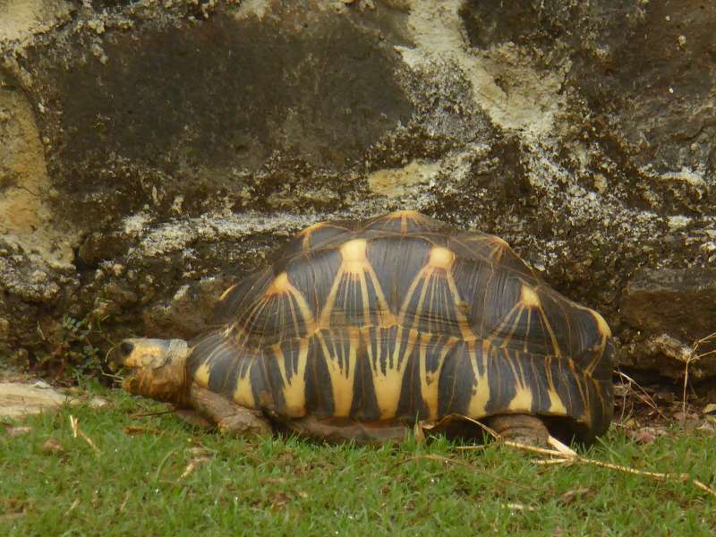 Mauritius Botanischer Garten  Sir Seewoosagur Ramgoolam Botanical Garden PampelmousseSchildkröten Aldabra-Riesenschildkröte.Aldabra-Riesenschildkröten (Aldabrachelys) Seychellen-Riesenschildkröten