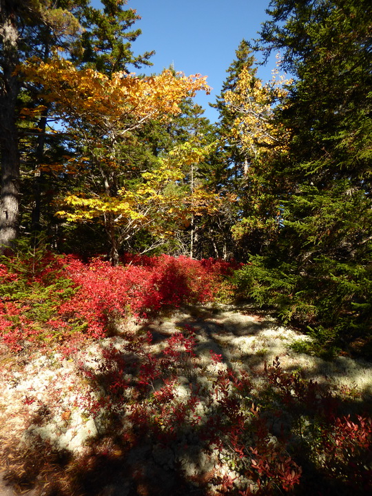 Wanderung im Acadia-Nationalpark  Cadillac Mountain NP  Hiking Trail from Otter Cove to Top