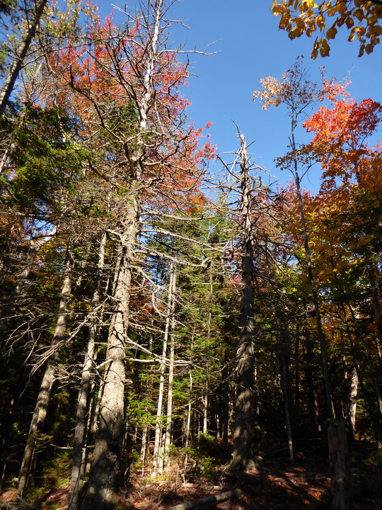 Wanderung im Acadia-Nationalpark  Cadillac Mountain NP  Hiking Trail from Otter Cove to Top