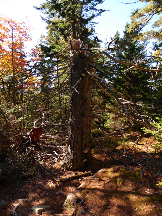 Wanderung im Acadia-Nationalpark  Cadillac Mountain NP  Hiking Trail from Otter Cove to Top