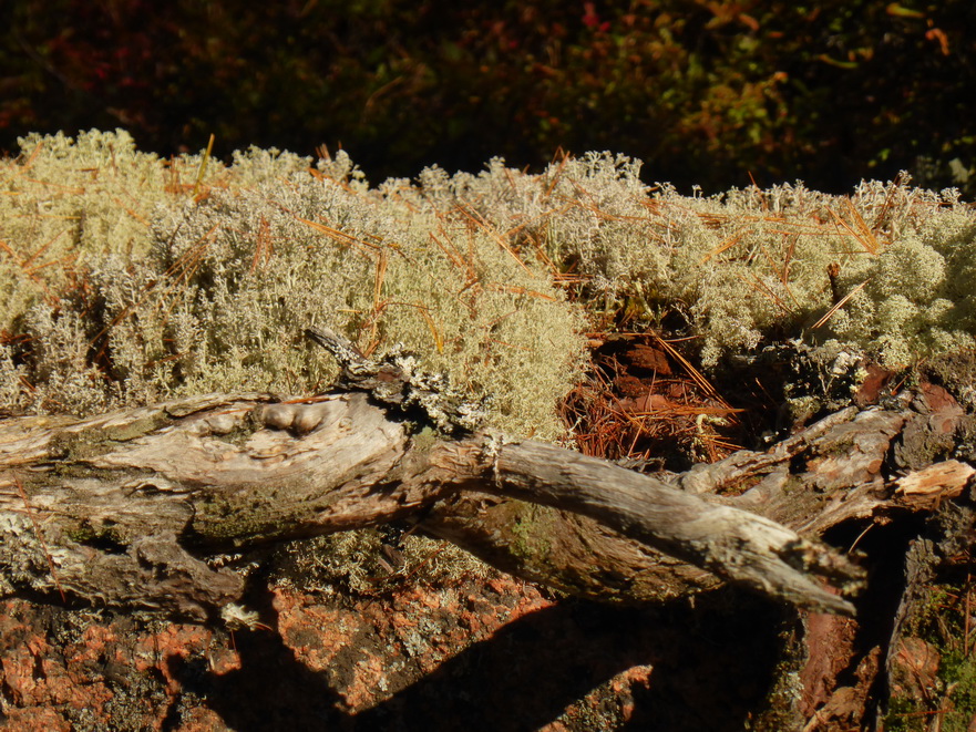 Wanderung im Acadia-Nationalpark  Cadillac Mountain NP  Hiking Trail from Otter Cove to Top