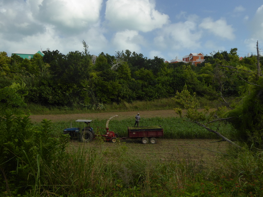 hamilton bermuda Bermudas Harvesting Corn 