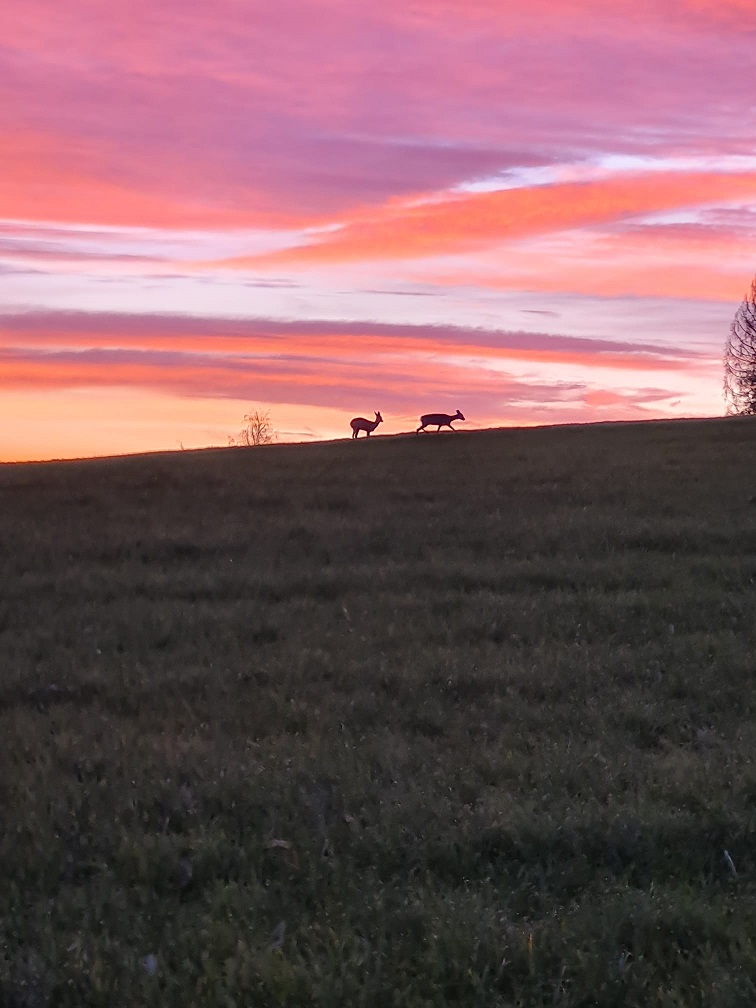 Goldener Oktobermorgen  2021 im Revier Belmicke 