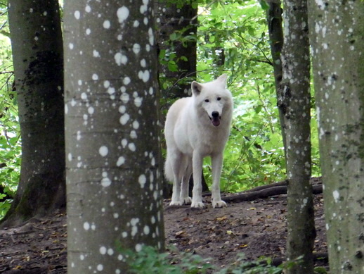 Gerolstein   Adler- und Wolfspark Kasselburg Gerolstein Polarwölfe Timberwölfe