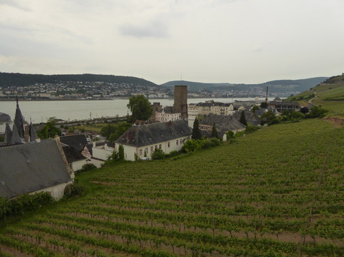 Weinberge Nierderwalddenkmal Seilbahn Assmannshausen Rüdesheim am RheinWeinberge Nierderwalddenkmal Seilbahn Assmannshausen Rüdesheim am Rhein