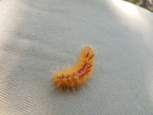 Haare rote lange punkte raupe Raupen bestimmen