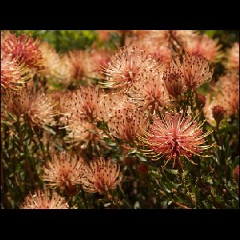 Protea