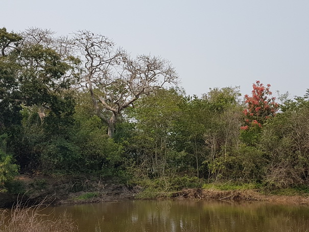 Rote Blüten 