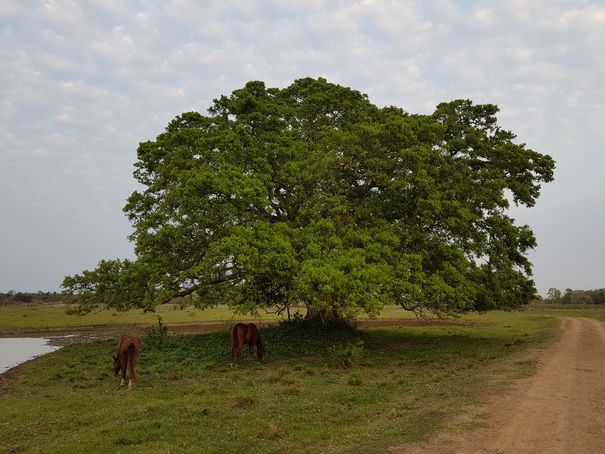   Aguape Fazenda Pantanal Aguape Fazenda Pantanal