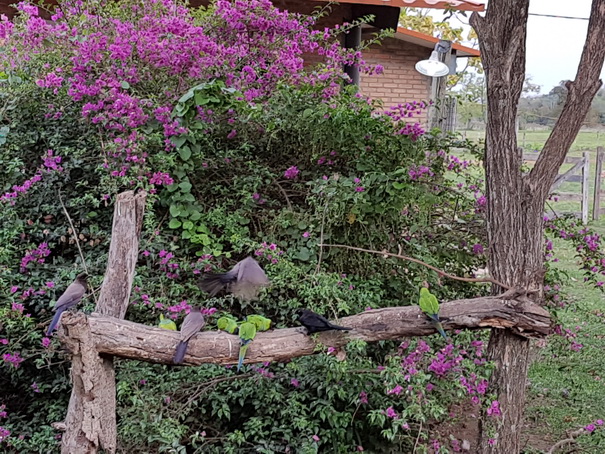 Aguape Fazenda Pantanal Tucan Toco toco 