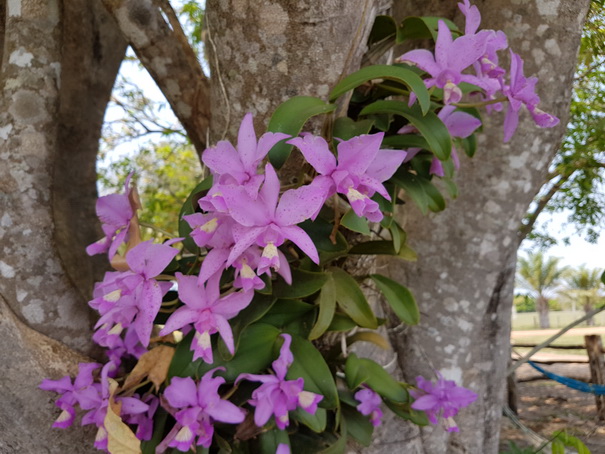 Aguape Fazenda Pantanal