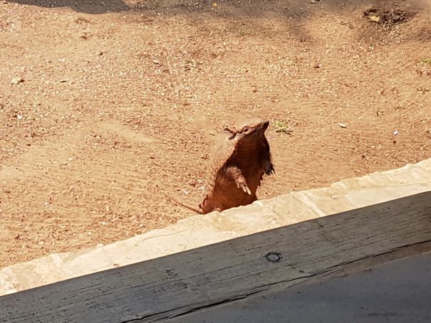 Aguape Fazenda Pantanal Armadillo 