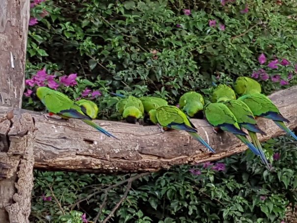 Aguape Fazenda Pantanal Black faced Parrot