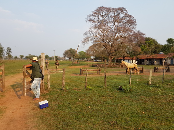 Aguape Fazenda Pantanal