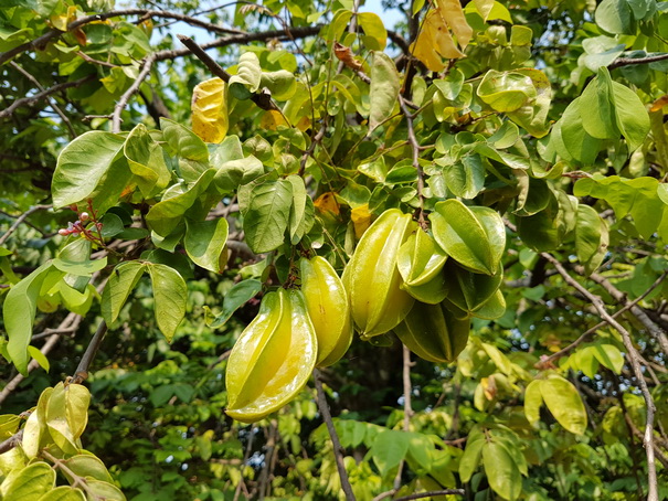 Aguape Fazenda Pantanal