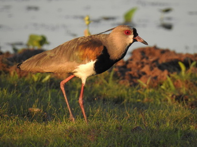 Lapwing Quero-Quero Southern Lapwing 