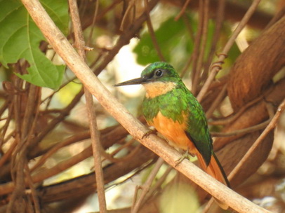 Jacamar 