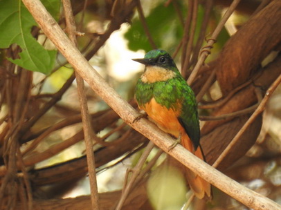 Jacamar 