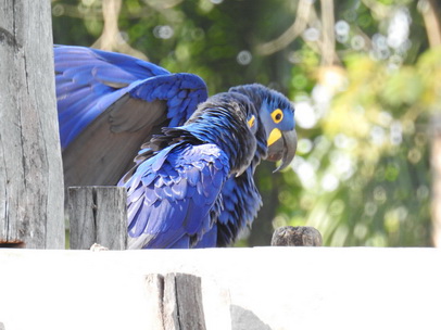  Hyazinth-Ara  Macaw Papagei Blauflügelpapagei Hyazinth-Ara  MacawPapagei Blauflügelpapagei Hyazinth-Ara  Macaw